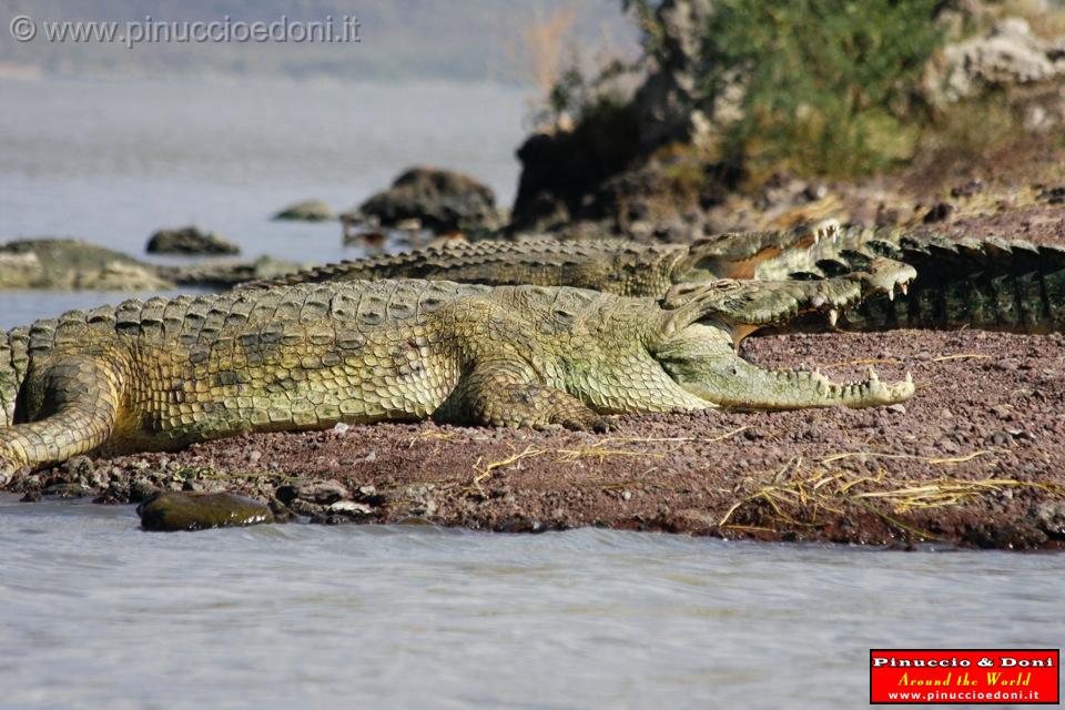 Ethiopia - Lago Chamo - Coccodrilli - 15.jpg